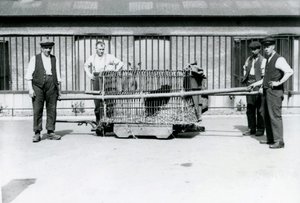 Un léopard noir transporté dans une cage par des gardiens au zoo de Londres, juin 1922 - Frederick William Bond